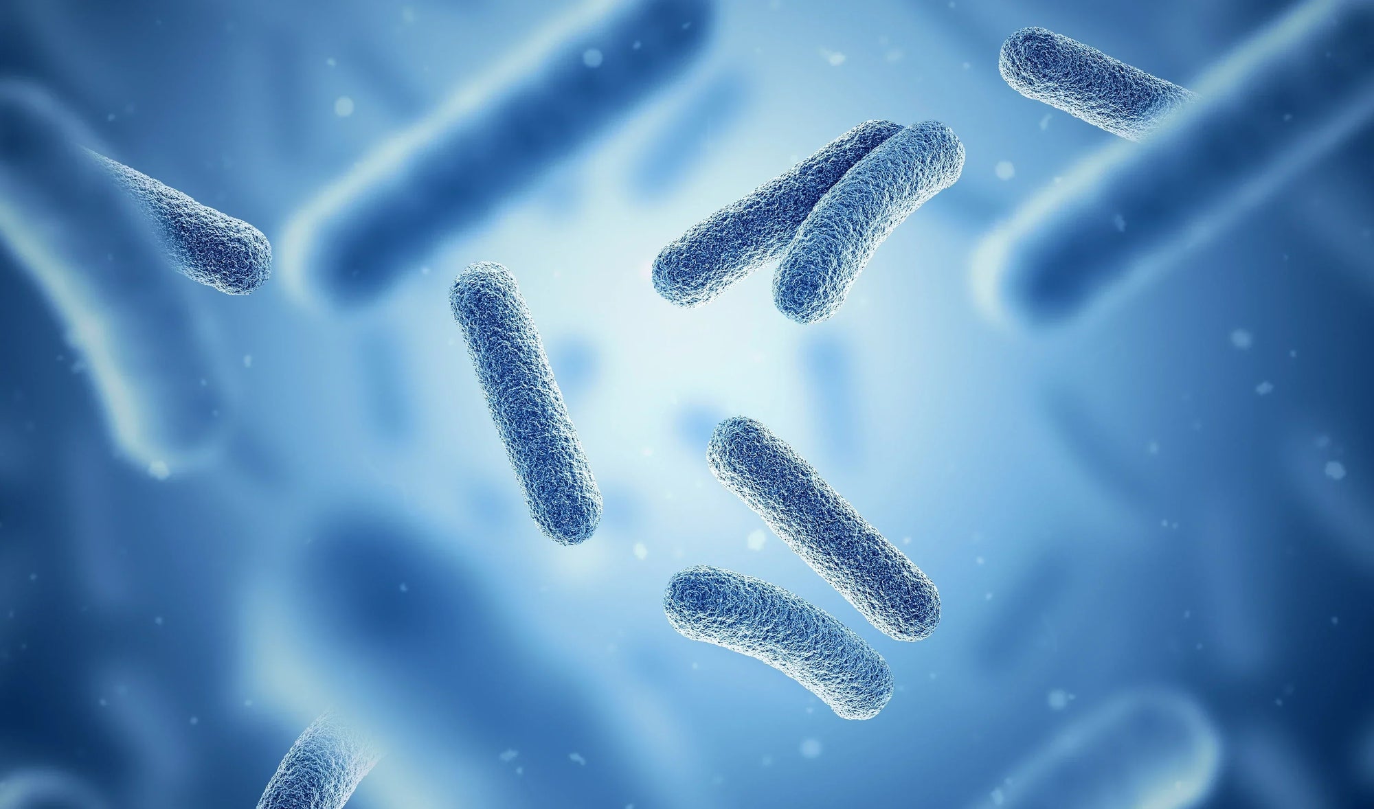 Le Microbiote, la clé de la santé articulaire