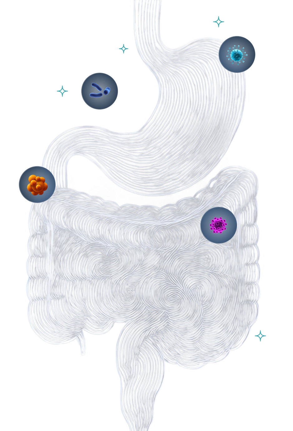 Illustration de l’intestin — visuel original V2